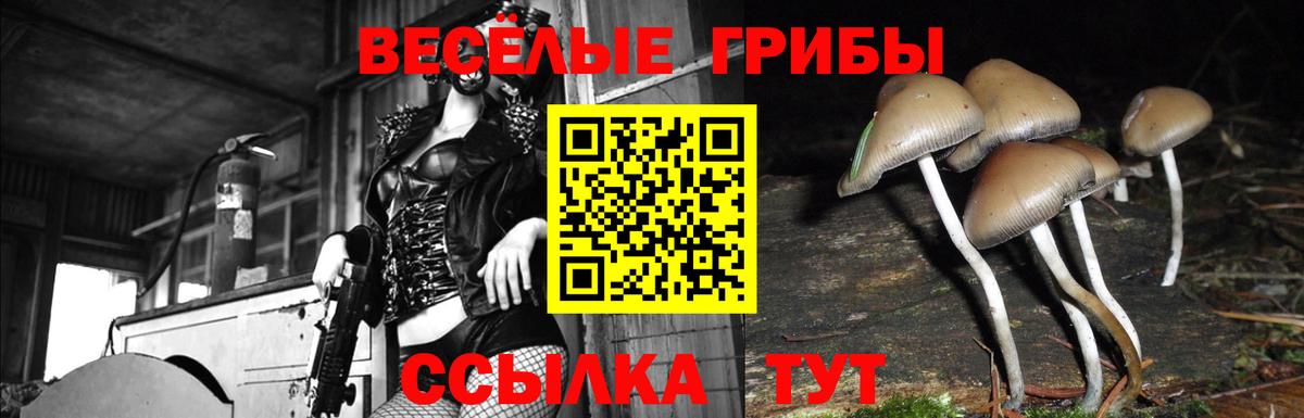 Псилоцибиновые грибы Psilocybe Грозный